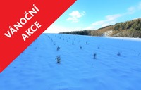 Lanýžárna za Prahou, dvouletá experimentální sadba