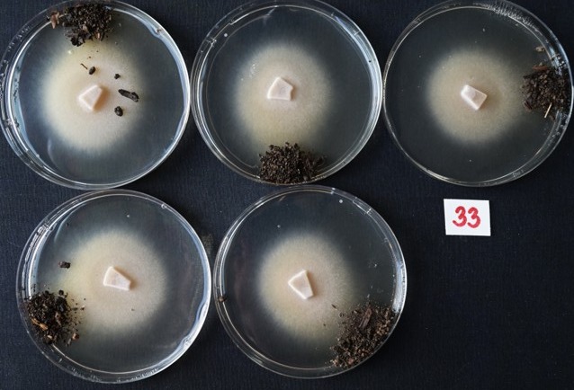Bioindikační test Laboratoře Českého lanýže zkoumá reakci živého mycelia lanýže přímo na půdu budoucí lanýžárny.
